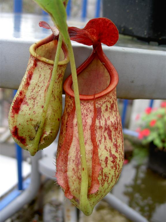 Nepenthes mirabilis x bicalcarata 2